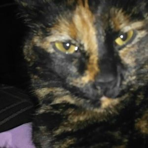 Meet your Posher, Sutton